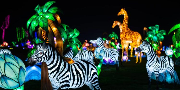 Exposição de luzes no Zoo de Santo Inácio