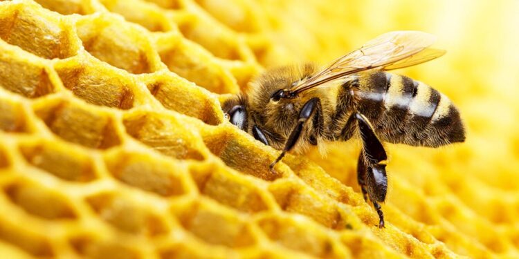 Angola. Negócio de mel assegura sustento a dezenas de apicultores no Huambo 11 Angola. Negócio de mel