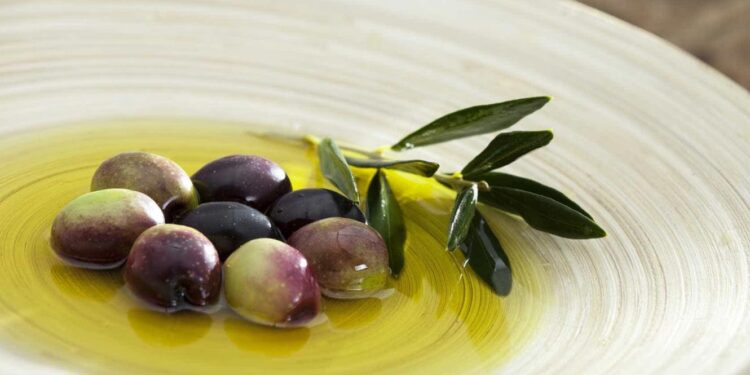 Azeitona Galega da Beira Baixa recebe estatuto de Indicação Geográfica Protegida 11 Azeitona Galega da Beira Baixa