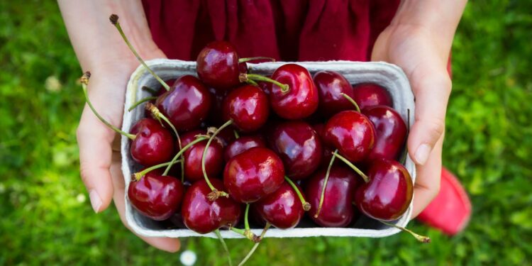 Cereja e pêssego não têm IVA zero e Laranja vai aumentar preço 11 Cereja