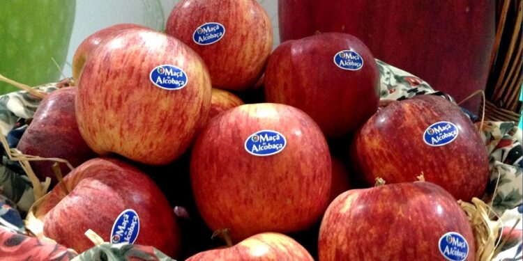Maçã de Alcobaça. Aumento de 40% nos custos de produção preocupa setor 11 Maçã de Alcobaça