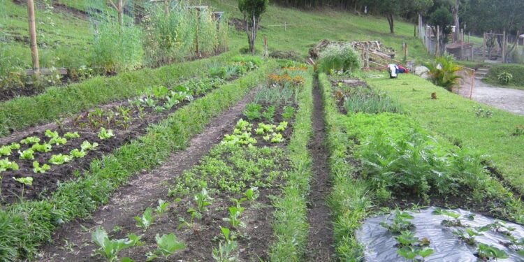 Madeira vai investir 140 milhões de euros no setor agrícola até 2027 11 agrícola