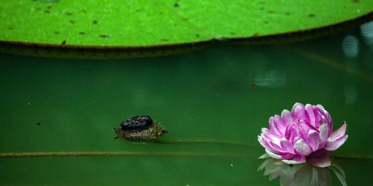 Brasil acolhe apoios para preservar florestas, mas defende respeito à soberania 11 Brasil floresta