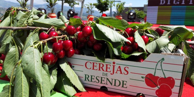 Festival da Cereja de Resende volta a ter Cortejo Alegórico 11 Festival da Cereja de Resende