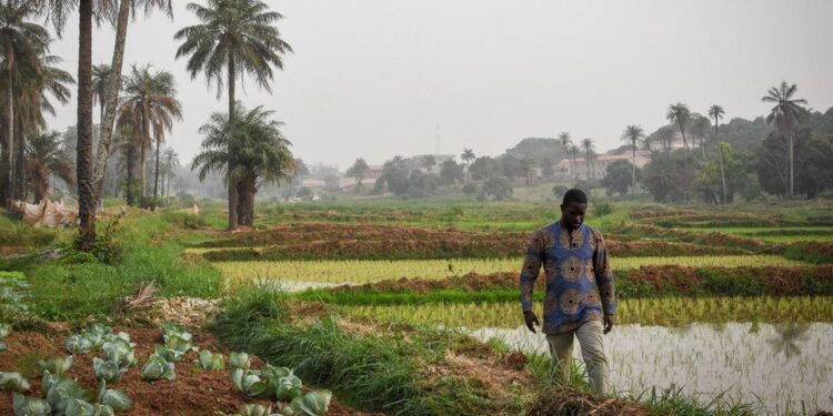 Guiné-Bissau promoverá acordo sobre meio ambiente e direitos humanos 11 Guiné-Bissau