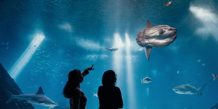 Oceanário celebra 25 anos com entradas gratuitas 11 Oceanário