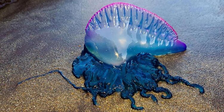 Centenas de caravelas-portuguesas estão a dar à costa. O que fazer se for picado? 11 caravelas-portuguesas