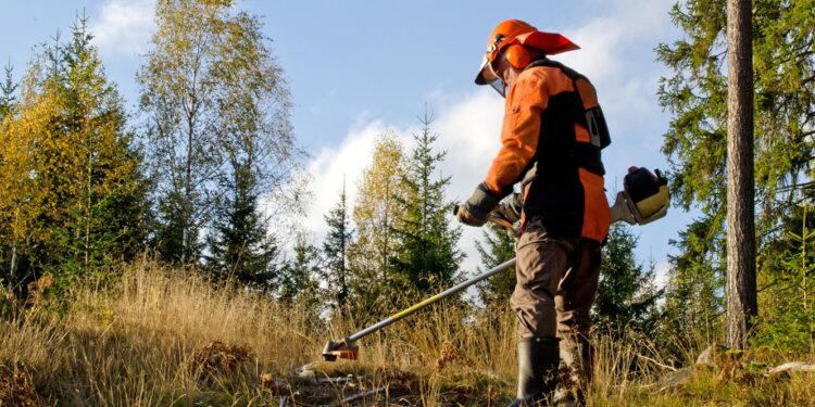 Incêndios. Prazo para limpeza de terrenos terminou este domingo 11 limpeza de terrenos