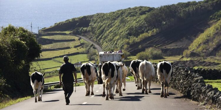 Governo dos Açores reivindica medidas de apoio nacionais para a agricultura regional 11 Açores vacas