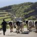 Governo dos Açores reivindica medidas de apoio nacionais para a agricultura regional 22 Açores vacas