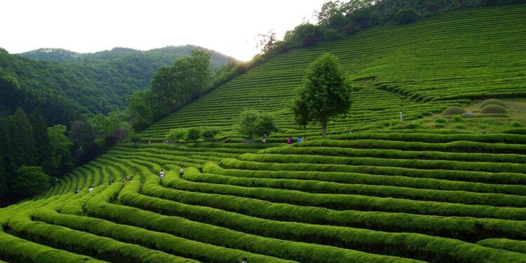 Chá: uma janela para conhecer a China e a sua cultura 11 Chá China