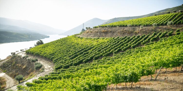 Symington primeira empresa certificada pelo referencial de sustentabilidade 11 Referencial Nacional de Certificação de Sustentabilidade do Sector Vitivinícola