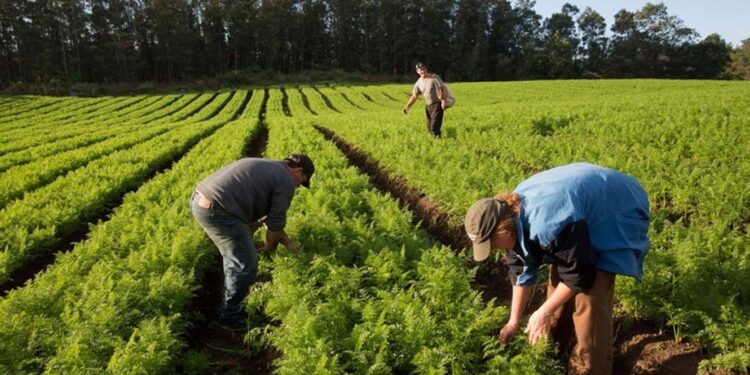 Quase 70% dos portugueses avaliam negativamente trabalho do Governo na agricultura 11 agricultura