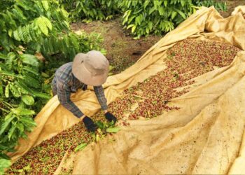 agricultura São Tomé e Príncipe