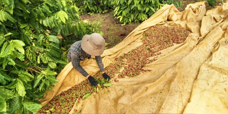 São Tomé e Príncipe e Portugal analisam reforço da cooperação na agricultura 11 agricultura São Tomé e Príncipe