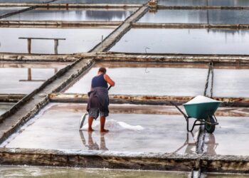 Produção de sal na Figueira da Foz