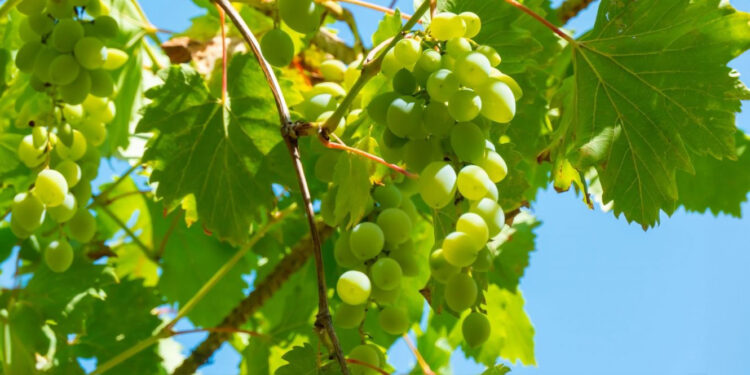 Porque é que o Vinho Verde se chama mesmo Vinho Verde? 11 Vinho Verde