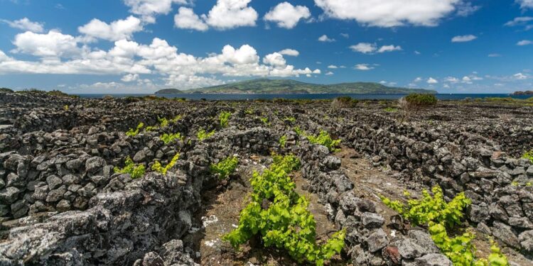 Azores Wine Company está na lista “Top 100 Wineries of the Year” da “Wine & Spirits” 11 Azores Wine Company