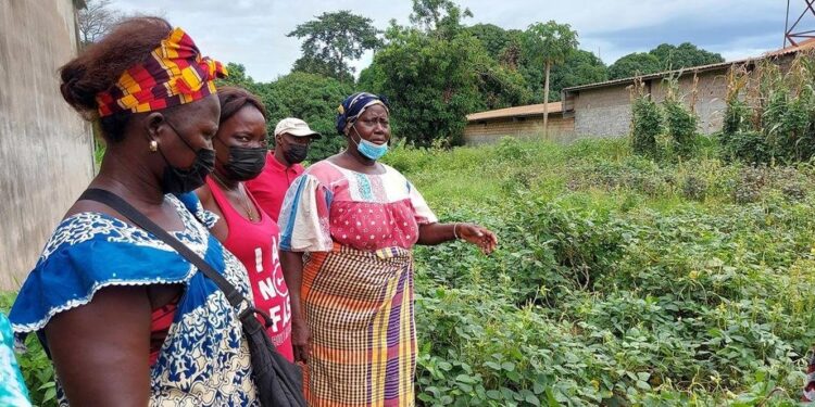 Guiné-Bissau. Apoio alimentar da ONU chegou a mais de 179 mil em julho 11 Guiné-Bissau. Apoio alimentar da ONU