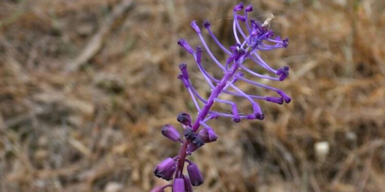 Descoberta nova espécie de flor em Portugal 11 Muscari matritensis