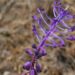 Descoberta nova espécie de flor em Portugal 21 Muscari matritensis