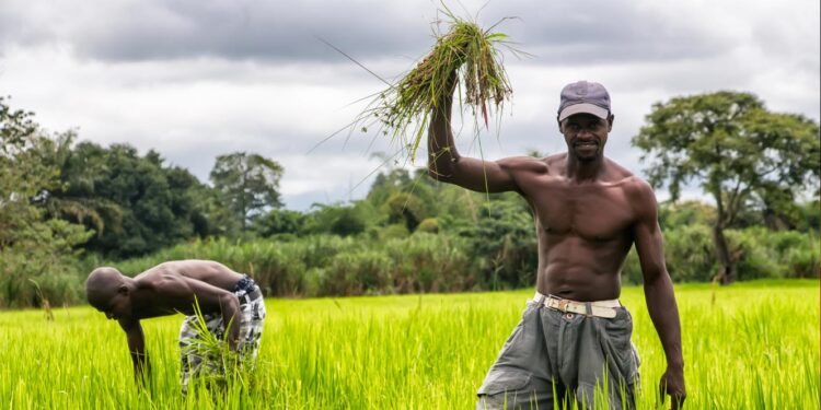 Guiné-Bissau determina redução do preço do arroz a partir de quarta-feira 11 arroz Guiné-Bissau