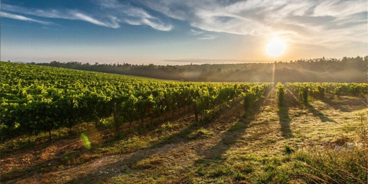 Turismo do Alentejo 'aplaude' Cidade do Vinho 2025 11 vinha