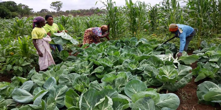 Brasil reforça aposta na agricultura e energia nos PALOP 11 agricultura