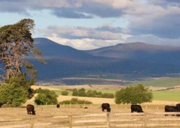 quinta africa do sul