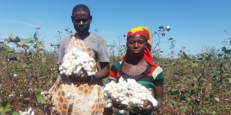 algodao mocambique