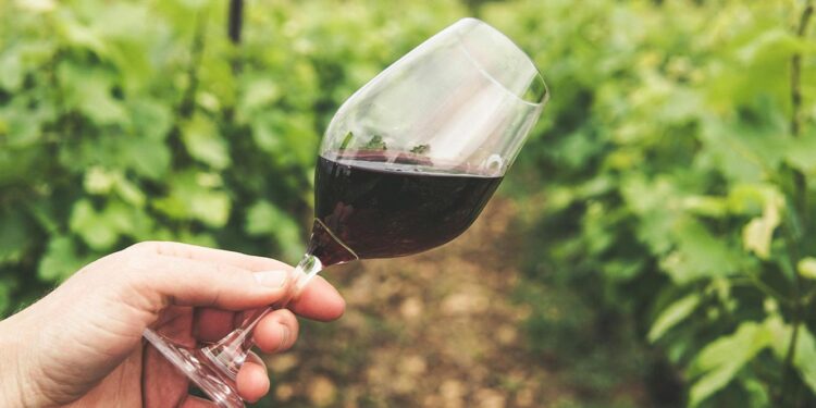 Adega de Monção faturou 18 milhões e atingiu recorde de vendas em 2023 11 vinho