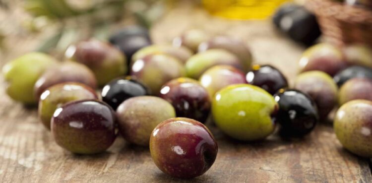 Azeitona galega de mesa da Beira Baixa certificada inicia comercialização