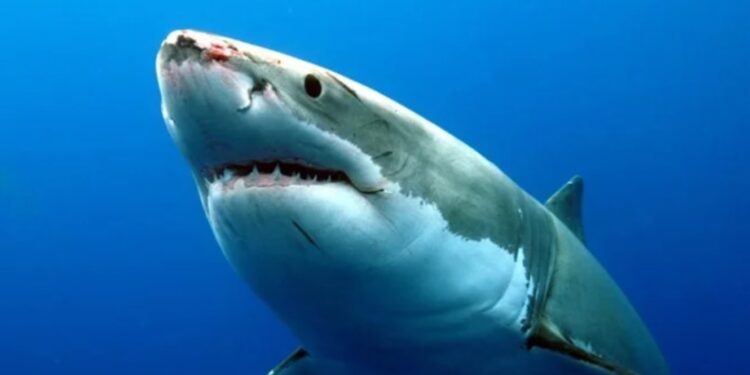 Jovem surfista sobrevive após ser atacado por tubarão-branco na Austrália