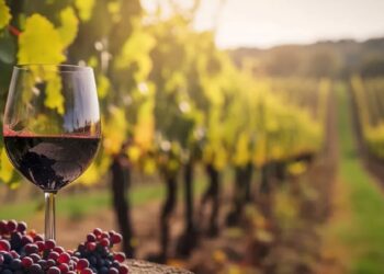 Bruxelas atribui 15 milhões de euros em apoio de emergência para produtores de vinho portugueses