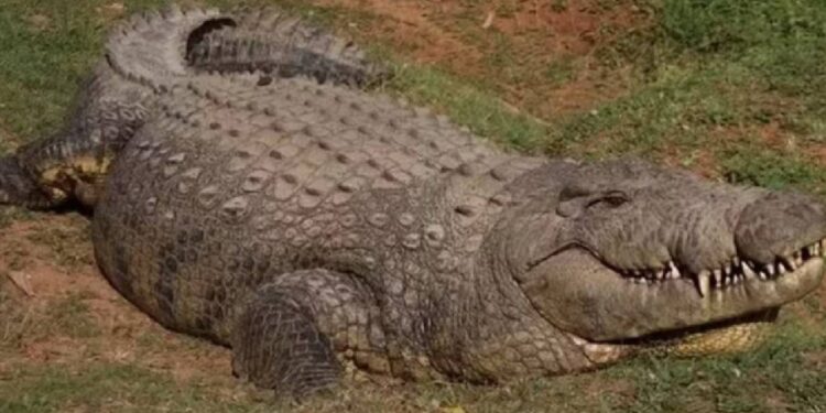 Crocodilo mais velho do mundo tem 123 anos e 10 mil filhos 11 Crocodilo mais velho do mundo tem 123 anos e 10 mil filhos