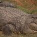 Crocodilo mais velho do mundo tem 123 anos e 10 mil filhos