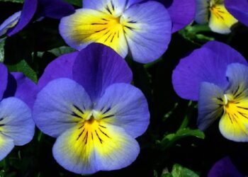 Cientistas estudam benefícios do consumo de flores comestíveis