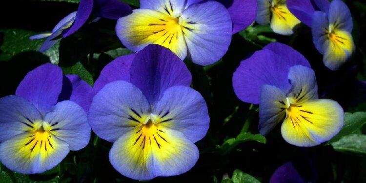 Cientistas estudam benefícios do consumo de flores comestíveis