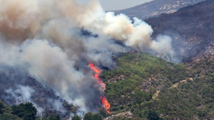 Área ardida na Madeira já quase ultrapassa total do ano de 2023 na região