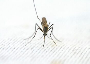 Moçambique com 6,2 milhões de casos de malária e 196 mortes em seis meses