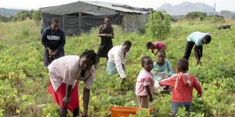 Mais de 1,5 milhões de pessoas em Moçambique em crise ou emergência alimentar