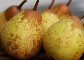 Produção de pera rocha abaixo do previsto devido às alterações climáticas