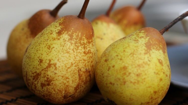 Produção de pera rocha abaixo do previsto devido às alterações climáticas