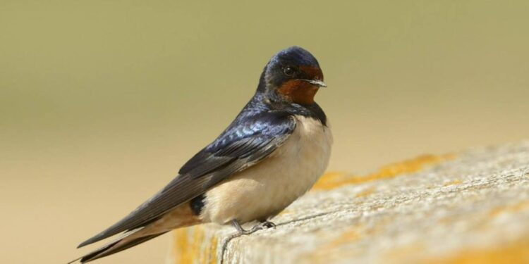 Projeto português quer ajudar São Tomé e Príncipe e Cabo Verde a proteger aves e habitats 11 Projeto português quer ajudar São Tomé e Príncipe e Cabo Verde a proteger aves e habitats