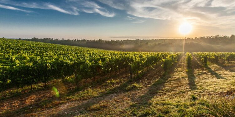 Exportações de vinhos portugueses sobem 8,5% em volume até junho