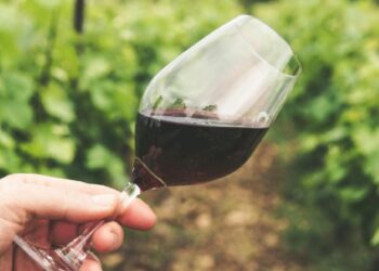 Douro já vindima com perspetivas de uma "boa colheita"