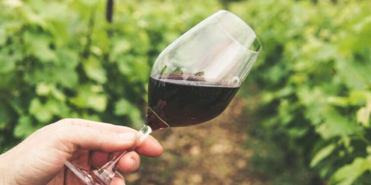 Douro já vindima com perspetivas de uma "boa colheita" 11 Douro já vindima com perspetivas de uma "boa colheita"