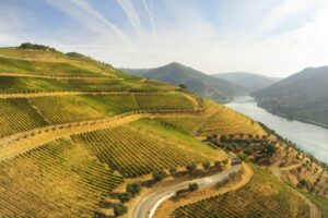 Quintas no Douro Vinhateiro onde pode participar nas vindimas (COM FOTOS)