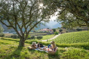 Quintas no Douro Vinhateiro onde pode participar nas vindimas (COM FOTOS)
