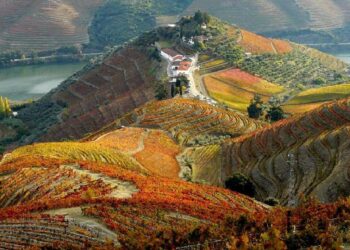 Quintas no Douro Vinhateiro onde pode participar nas vindimas (COM FOTOS)